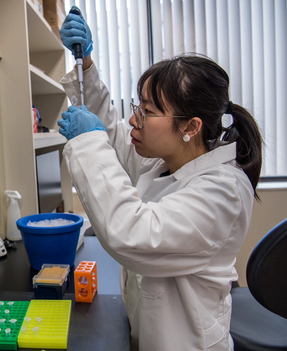 Yufei Lin, graduate student, conducts aging research in John Sedivy's lab at the Center on the Biology of Aging.
