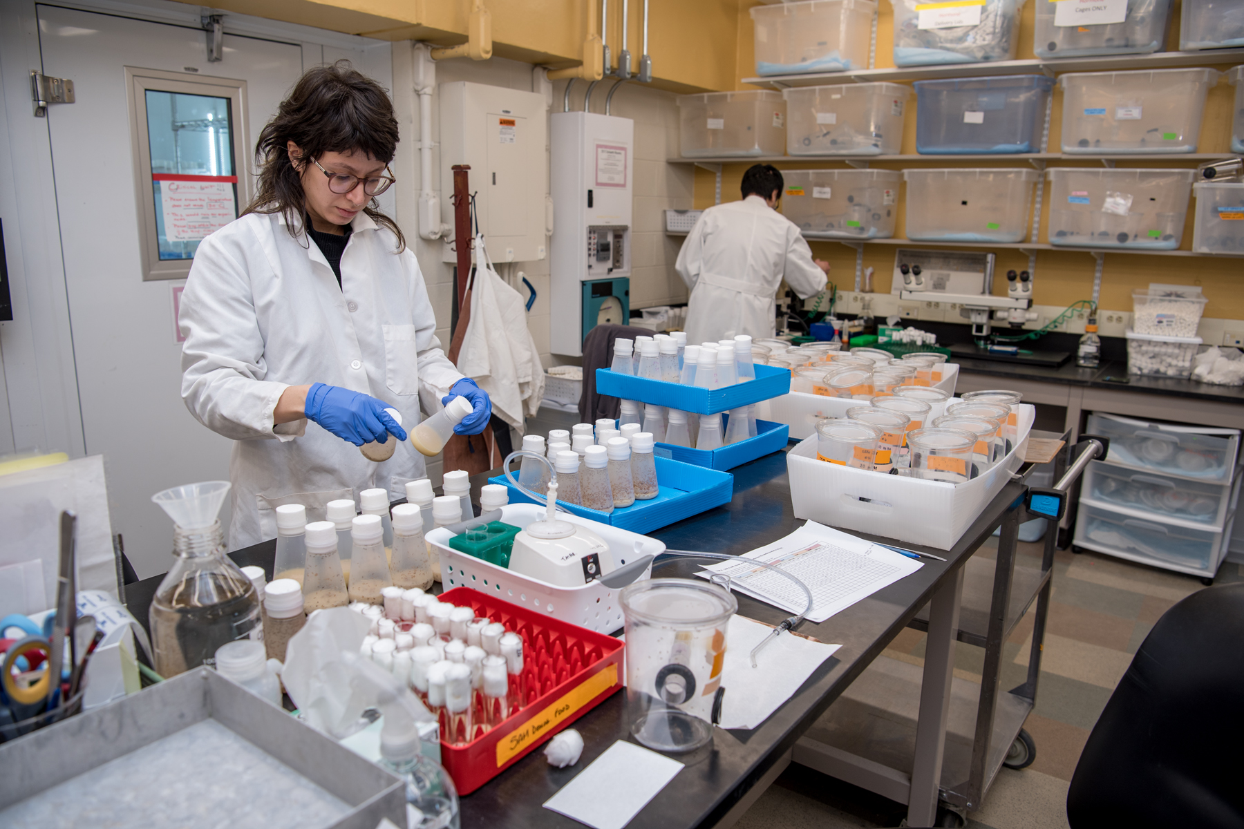 Ana Saade, laboratory assistant in  Marc Tatar’s lab, prepares Drosophila (fruit flies) for an experiment to understand the effects on aging of metformin, a medication for the treatment of  Type 2 diabetes.