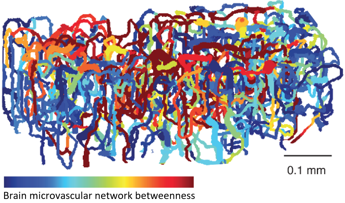 With their new imaging technique, the Lee lab generated an image of a brain microvasculature network in which different levels of betweenness, a key network property, were represented by a range of colors.