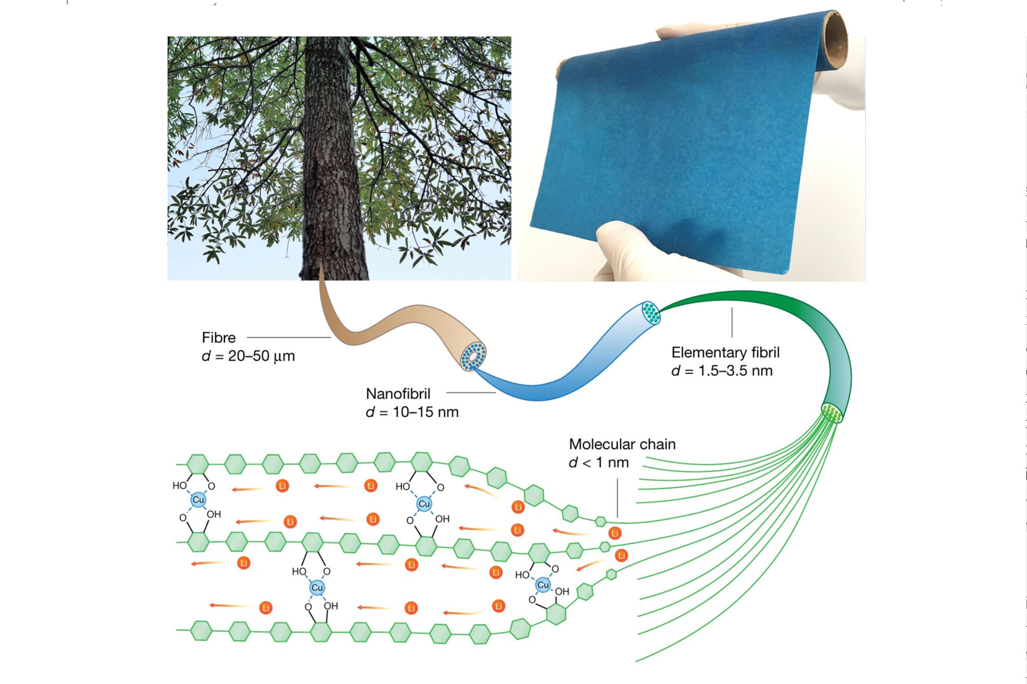 A new solid ion conductor that combines copper with cellulose nanofibrils—polymer tubes derived from wood—has 10 to 100 times higher lithium-ion conductivity than other polymer ion conductors.