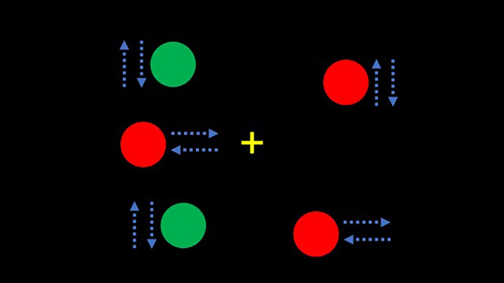 With their new imaging technique, the Lee lab generated an image of a brain microvasculature network in which different levels of betweenness, a key network property, were represented by a range of colors.