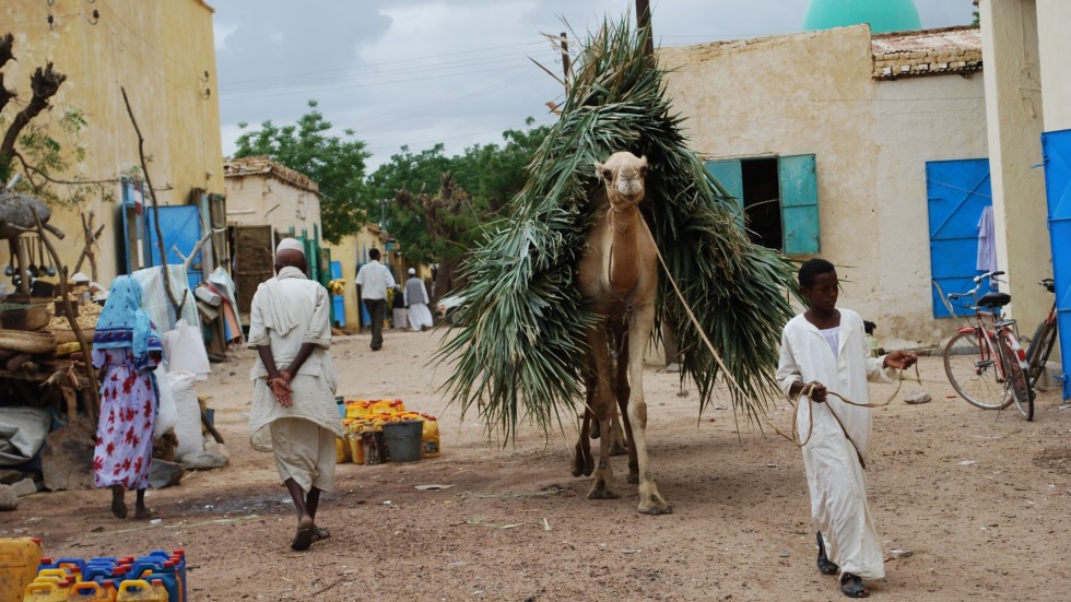 A camel in Asmara.